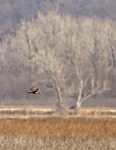 Northern Harrier 6532